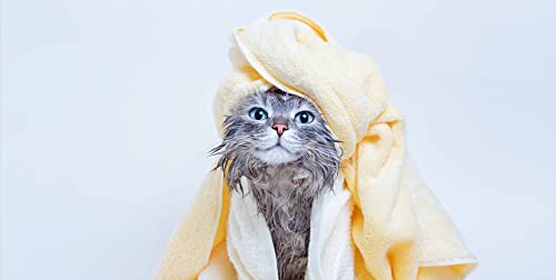 (3 Pack) Four-Paws Magic Coat Cat Tearless Shampoo, 12-Ounce Each